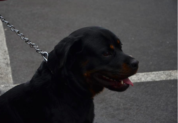 Balou