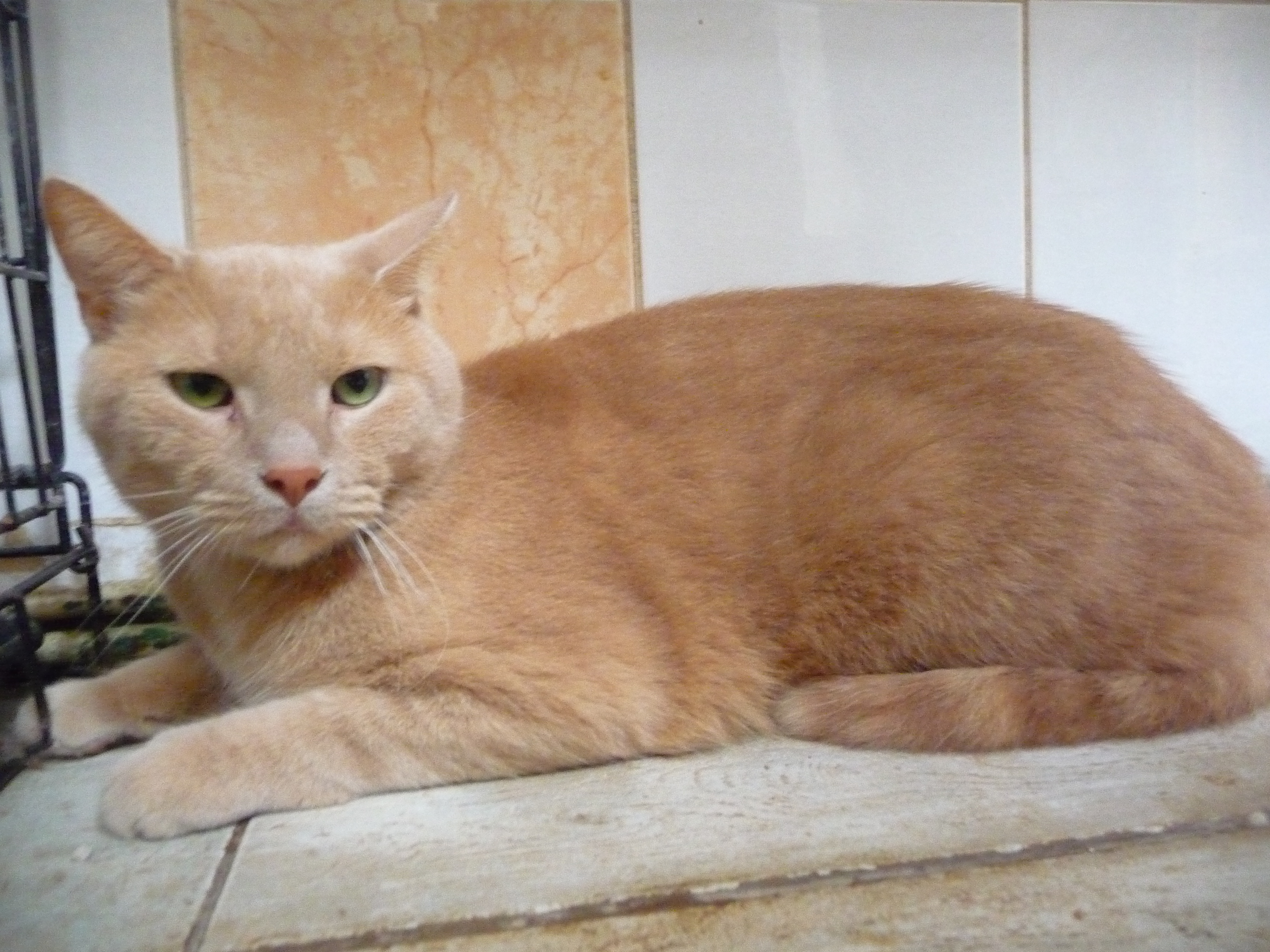 Garfield