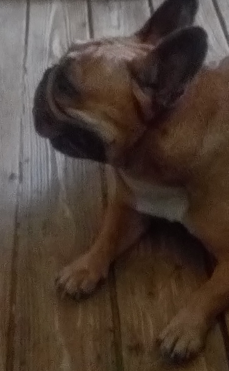 Lola