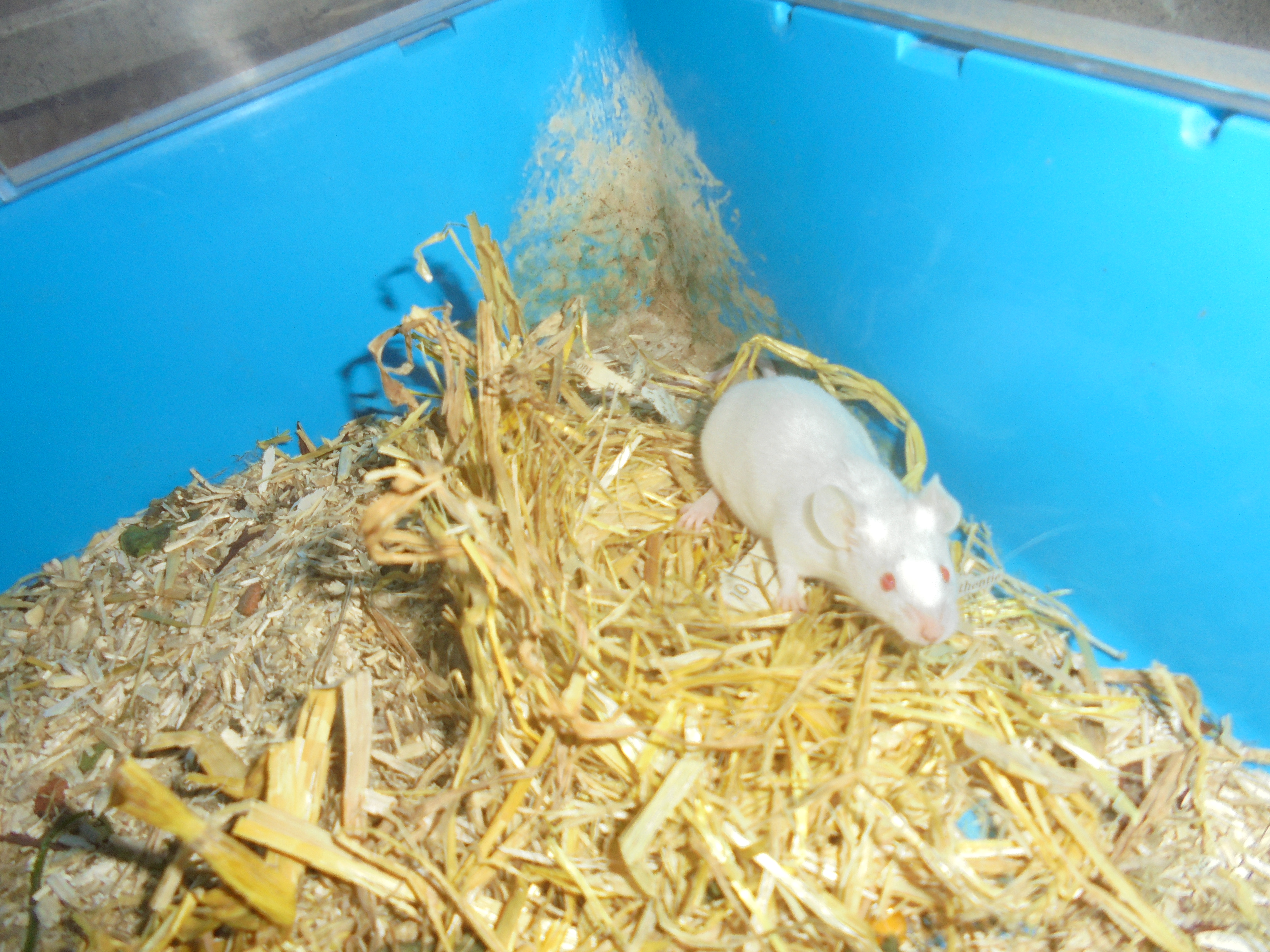 Souris femelle