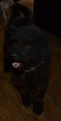Pilou