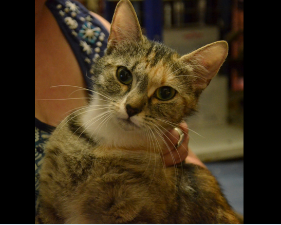 Ginette