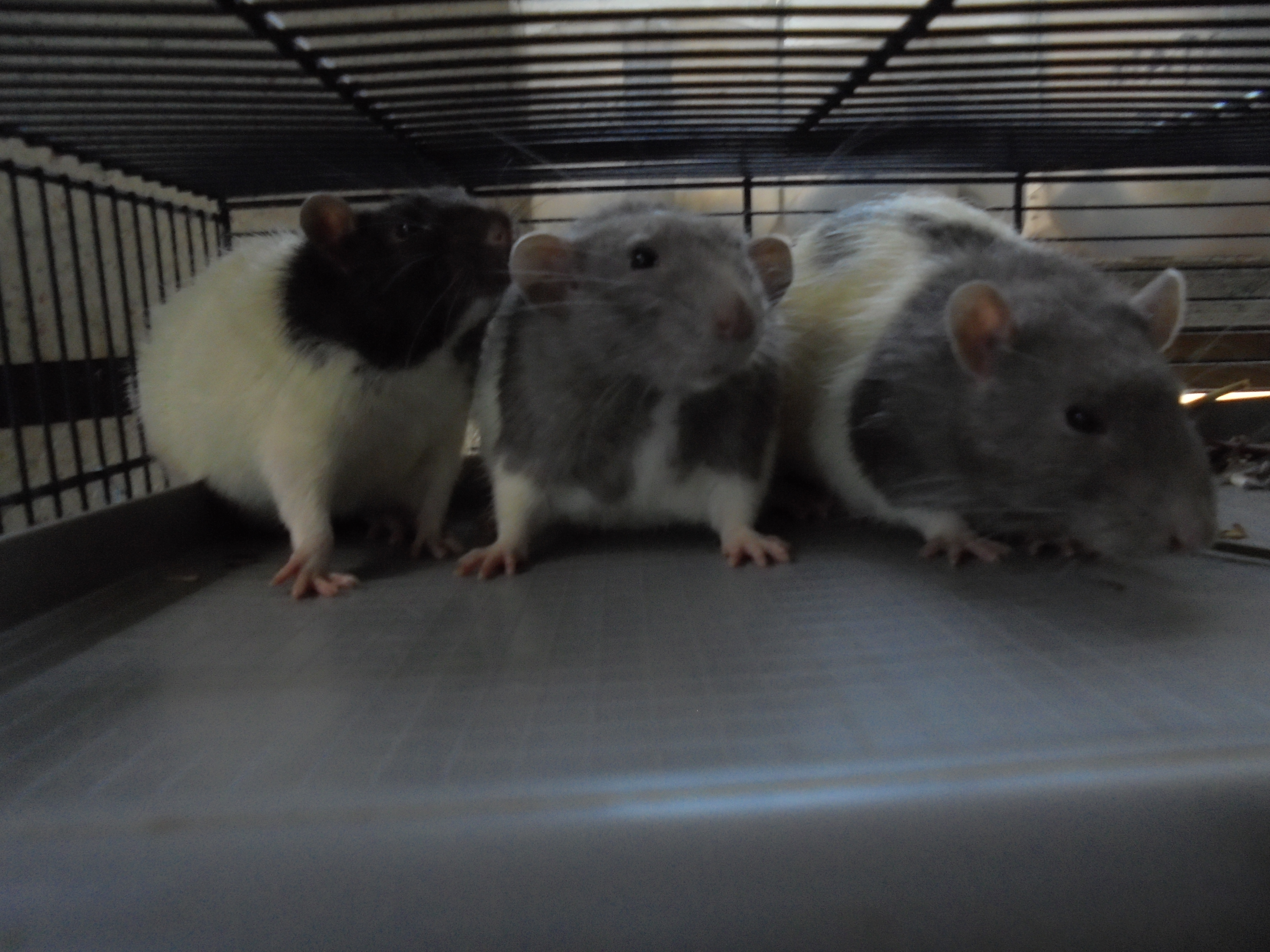 Minus, Olaf et Cortex