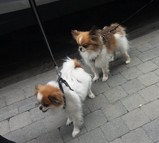 Tito & zara