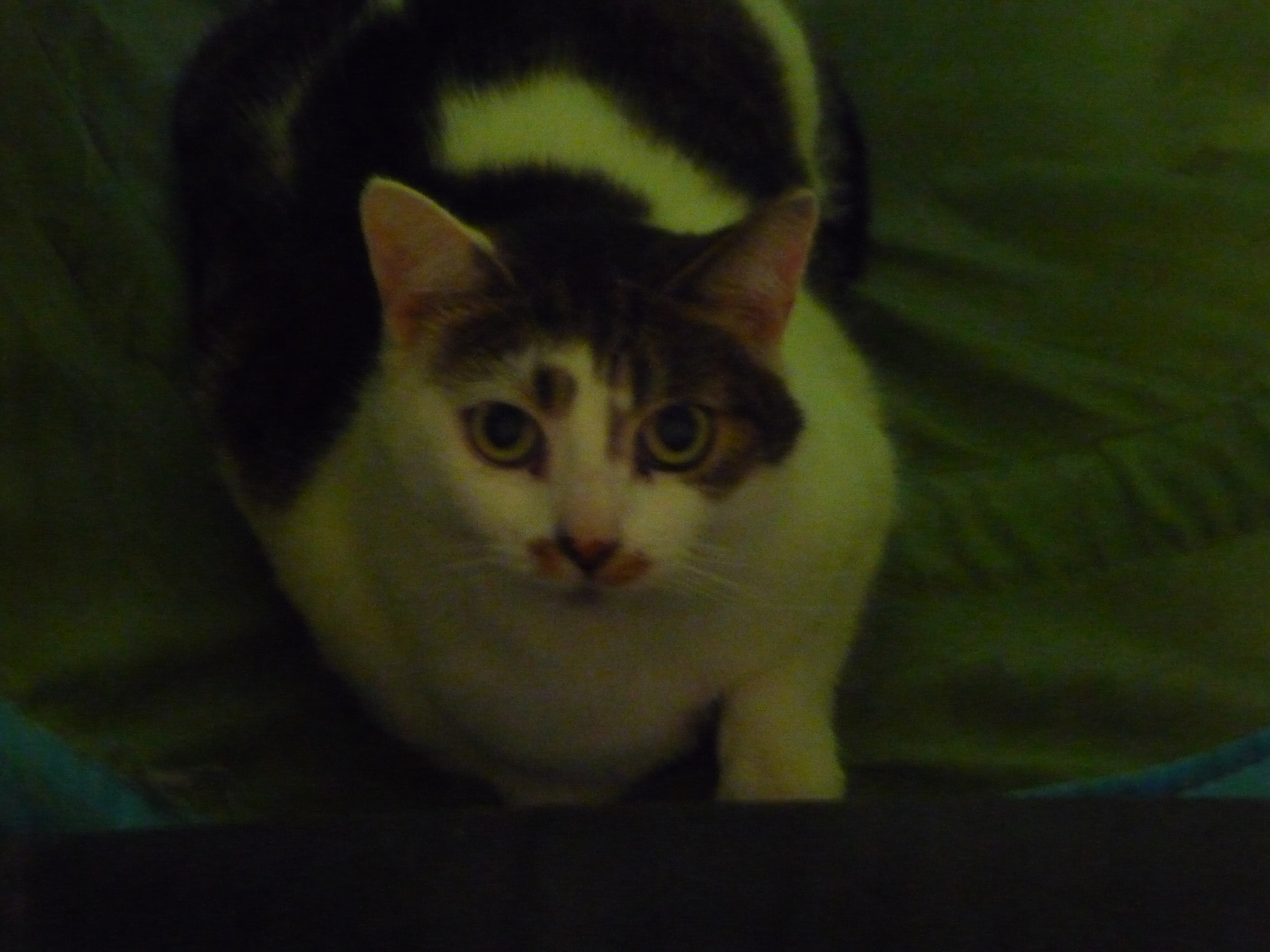 Frimousse