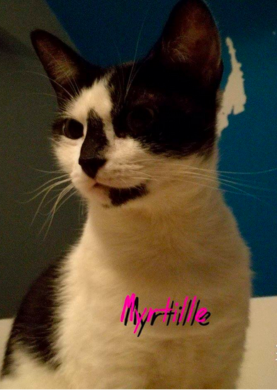 Myrtille