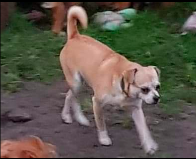 Elvis