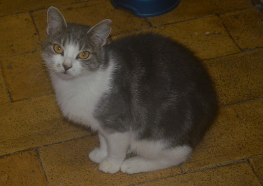 Tigrette