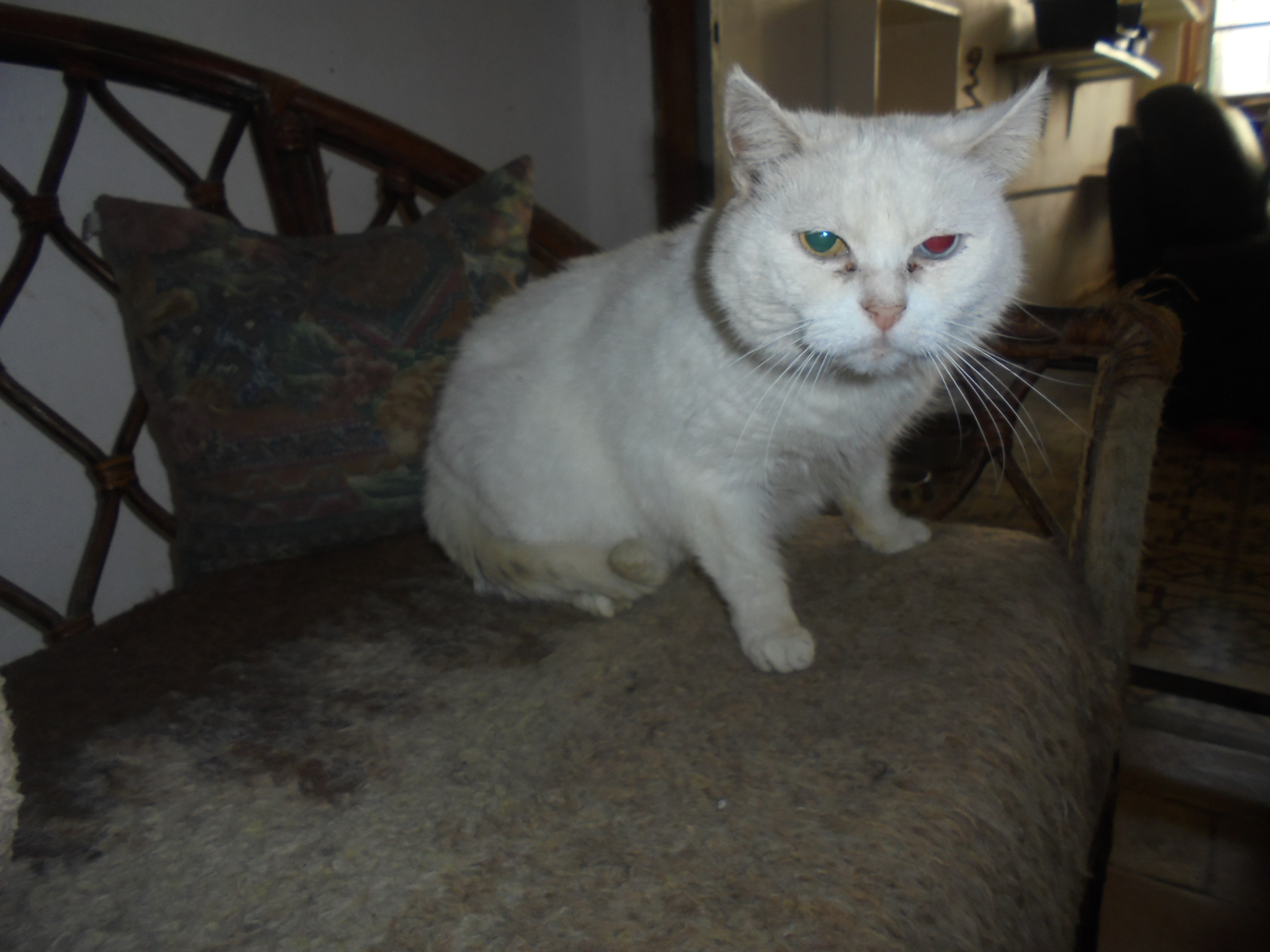 Ninia