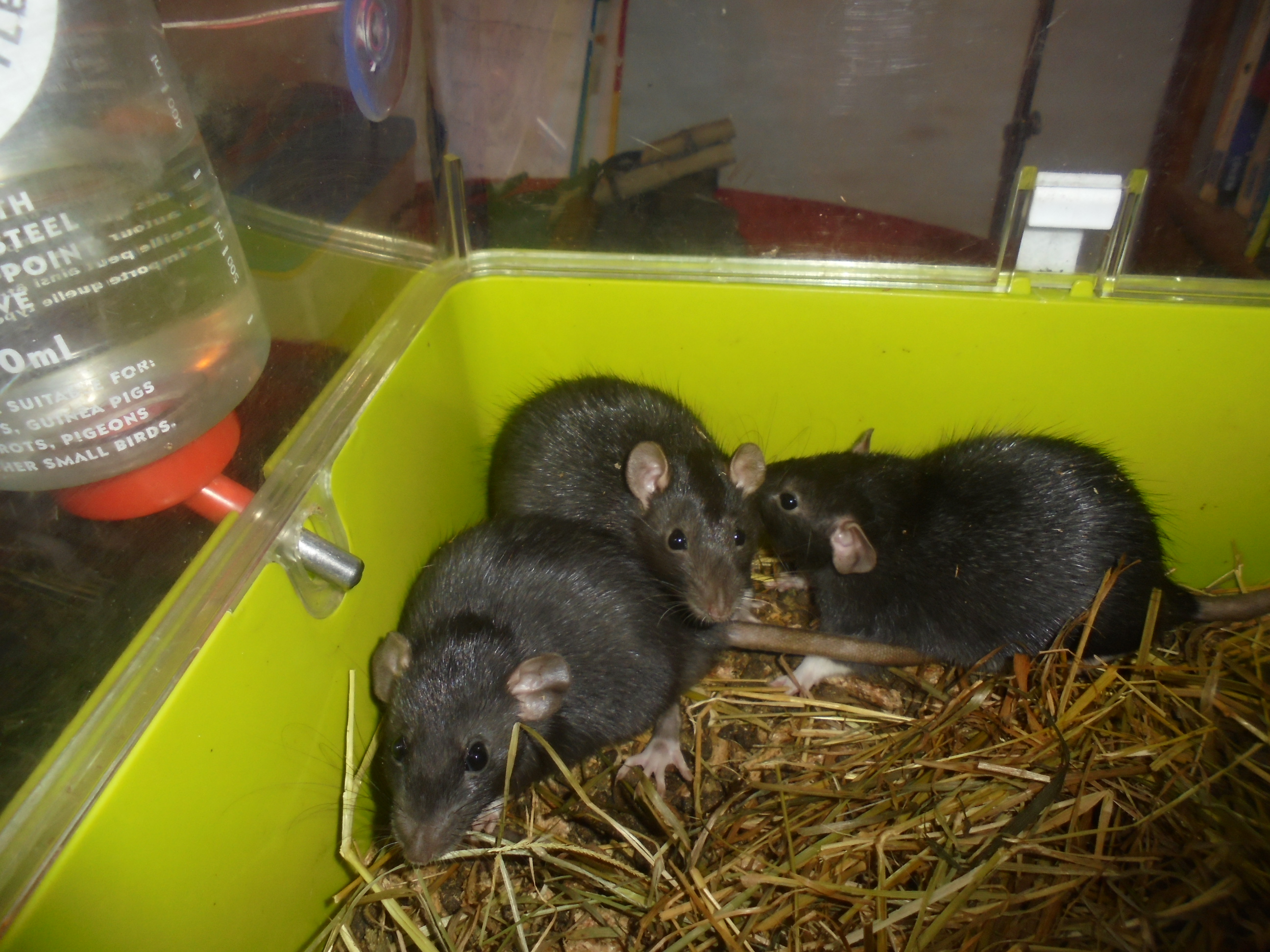 Athos, Porthos et Aramis