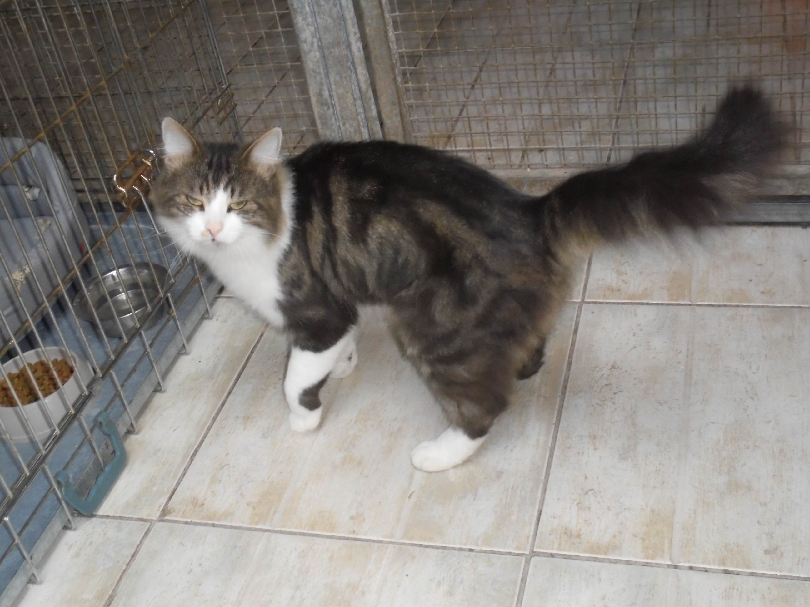 Apollon
