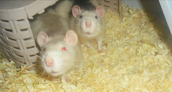 Ratounets