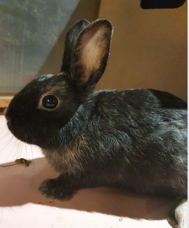Zeus