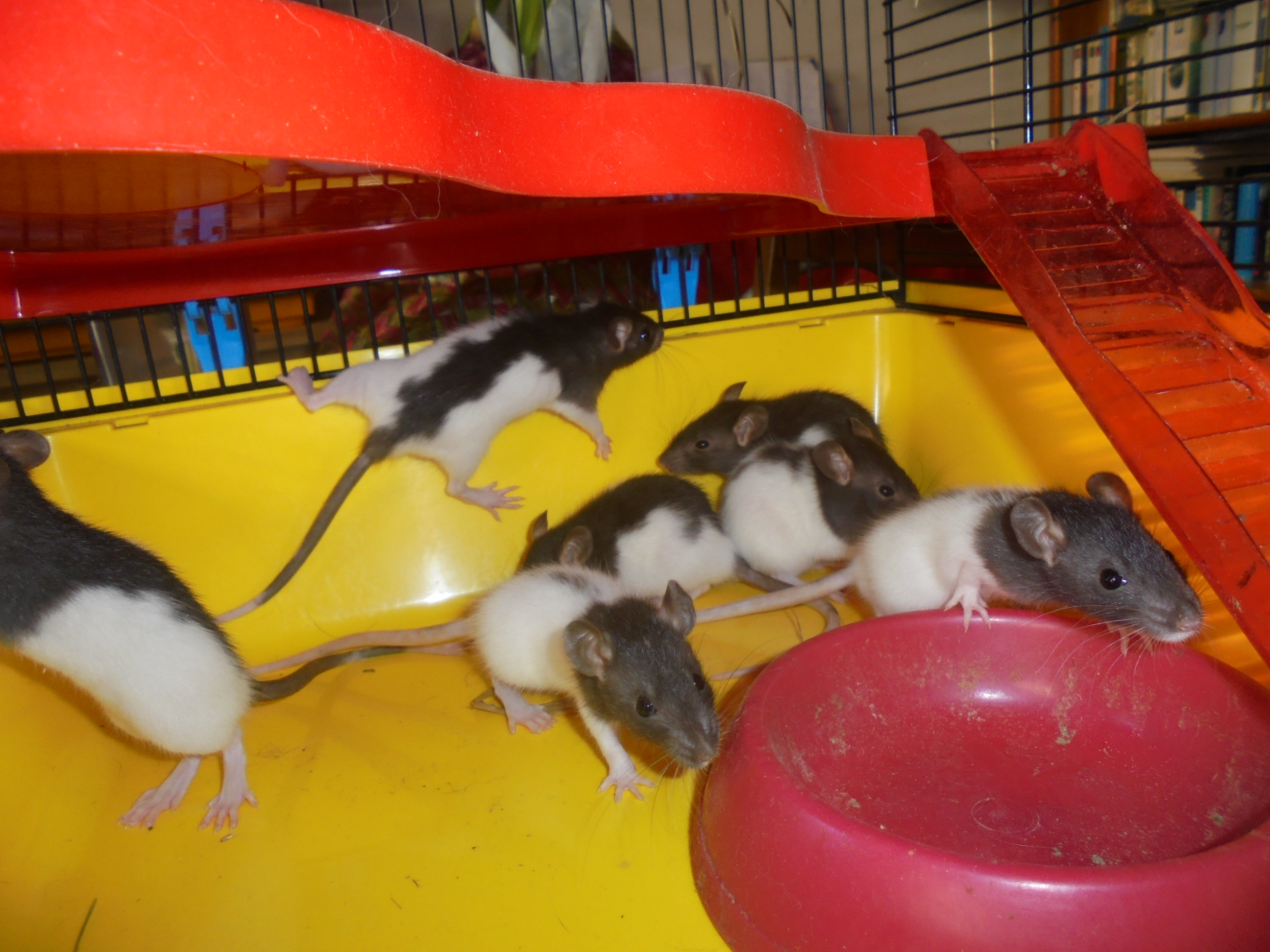 Ratons