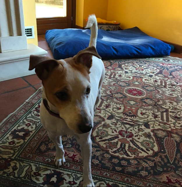 Pongo