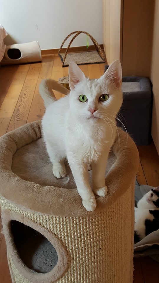 Pearl