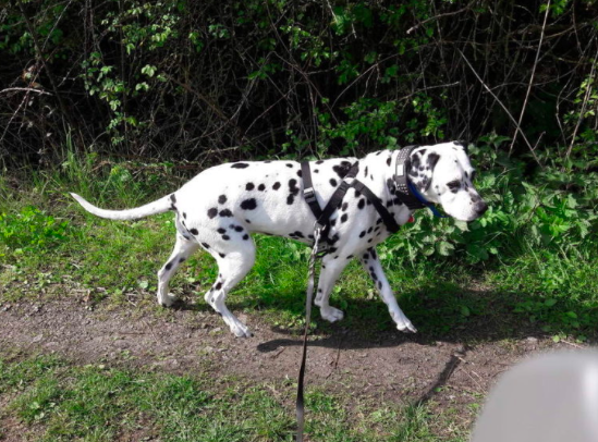 Dolly