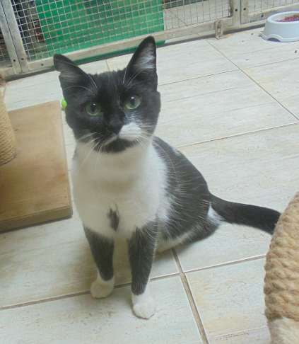 Sharon