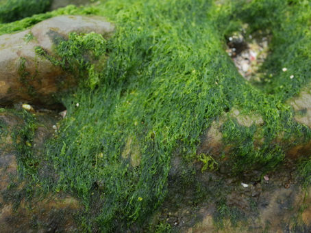 Mossy stone