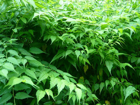 Vibrant green leaves