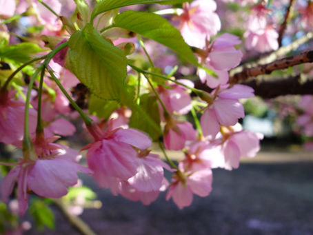 Cherry blossoms on a windy day