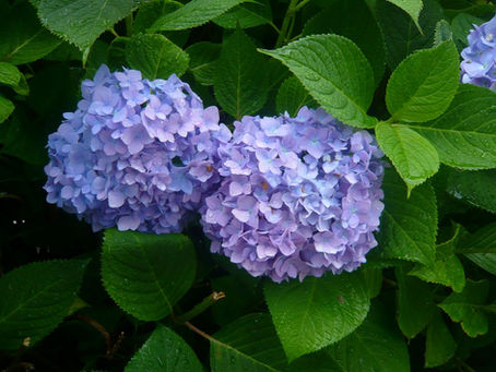 Brilliant hydrangea