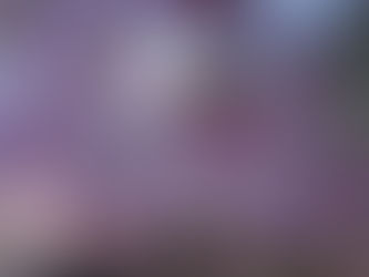 Cherry blossoms on a windy day