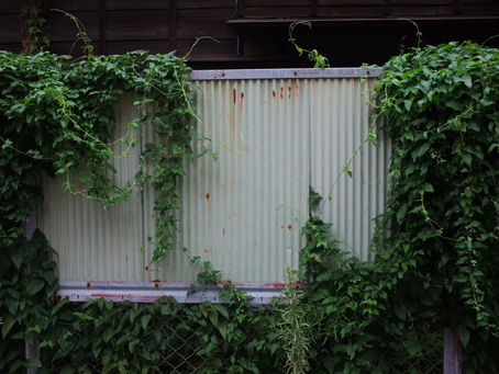 They are still young...rust and green