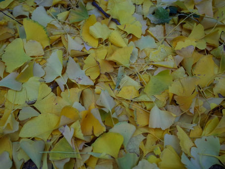 The uniquely shaped leaves carpeting the ground