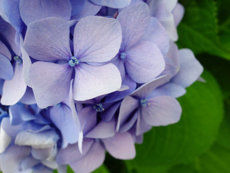 Hydrangea with a radius of 500m