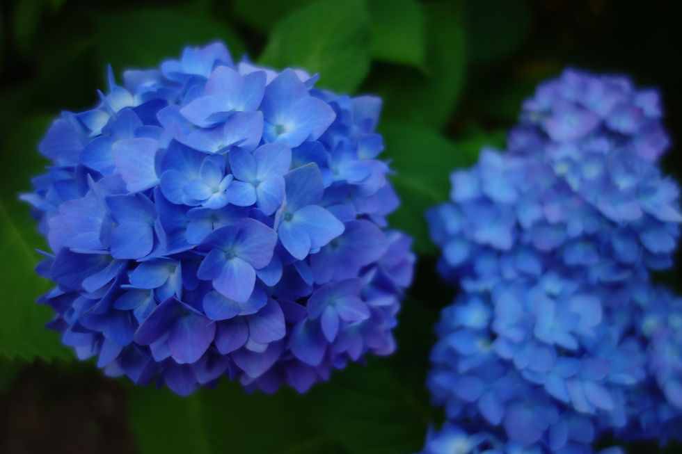 Hydrangeas are just starting to bloom