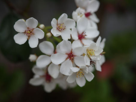 Spring flowers