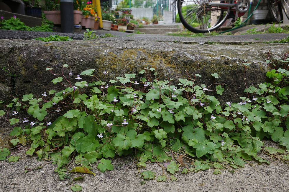 Documenting disappearing alleys