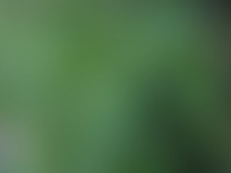 There are various shades of green