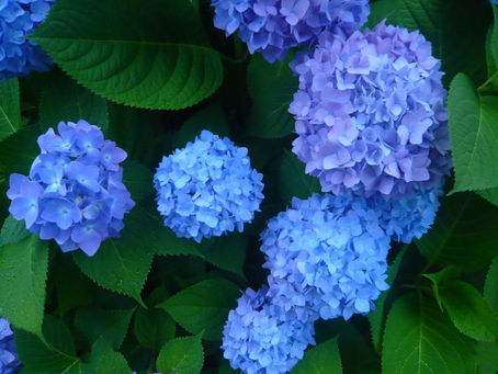 What flowers do you imagine on a rainy day?