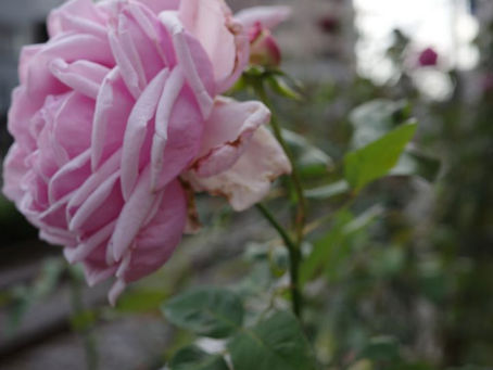 She remains dignified and strong