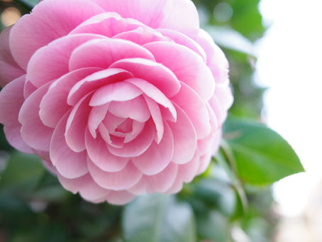 Soft pink tsubaki blossoms