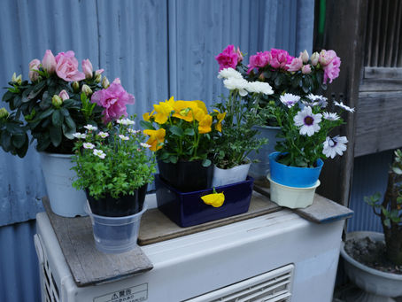 Stroll around Torigoe