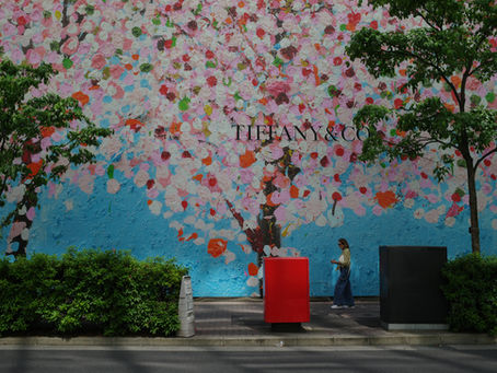 Cherry blossoms bloom and then scatter