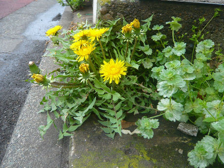 Dandelion