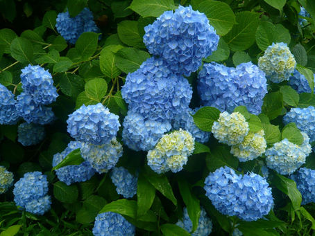 Brilliant hydrangea