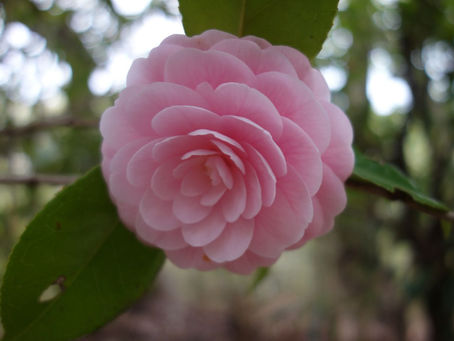 Camellia