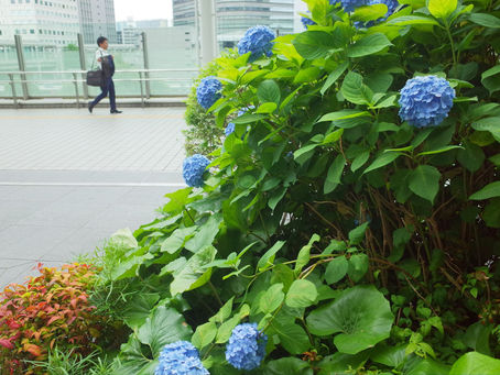 Stroll around Tokyo