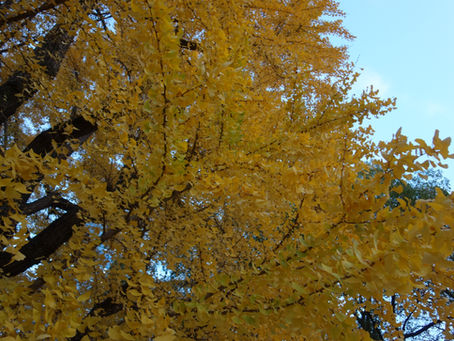 Golden ginkgo leaves