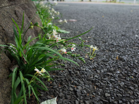 Stone flower