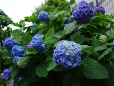 Hydrangeas on a rainy day