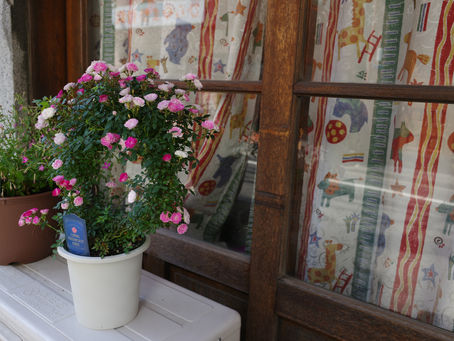 Flowers bloom in Tsukishima