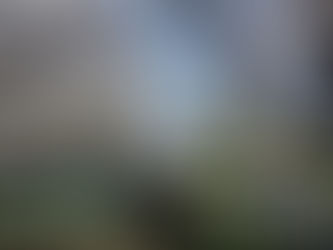 Cherry blossom viewing