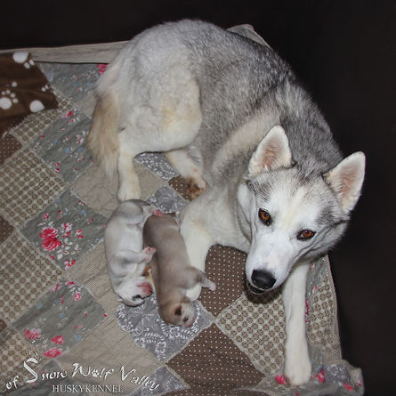 Husky, Huskyzucht, Huskyerlebnisse, Husky-Erlebnisse, Schlittenhunde, Schlittenhundefahrt, Huskytour, Bayern, Altmühltal, Dietfurt, Welpen, Steiger, Trekking, Wandern, Huskyshooting, Huskies, Huskys, Sibirien Husky, Siberian Husky, Erlebnis, Abenteuer, Geschenk, of Snow Wolf Valley, Huskyranch, Huskykennel, Baghira, Kenai, Suma, Daja, Shanti, Apanatschi, Apache, Nayeli, Navaja, Chilko, Dyani, Diego, Nscho-tschi, Holly, Gucci, Akela, Zazu, Timber, Inuki, Ishani, VDH, DCNH, FCI, Hundezucht
