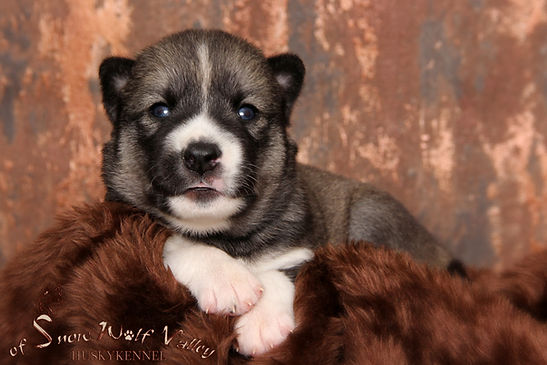Husky, Huskyzucht, Huskyerlebnisse, Husky-Erlebnisse, Schlittenhunde, Schlittenhundefahrt, Huskytour, Bayern, Altmühltal, Dietfurt, Welpen, Steiger, Trekking, Wandern, Huskyshooting, Huskies, Huskys, Sibirien Husky, Siberian Husky, Erlebnis, Abenteuer, Geschenk, of Snow Wolf Valley, Huskyranch, Huskykennel, Baghira, Kenai, Suma, Daja, Shanti, Apanatschi, Apache, Nayeli, Navaja, Chilko, Dyani, Diego, Nscho-tschi, Holly, Gucci, Akela, Zazu, Timber, Inuki, Ishani